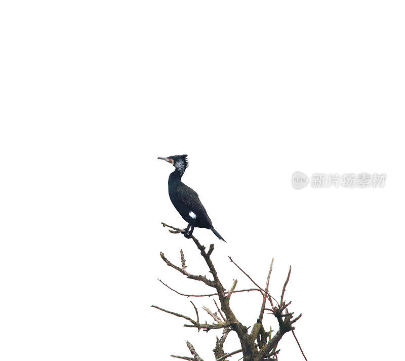 巢的鸬鹚(Phalacrocorax carbo)